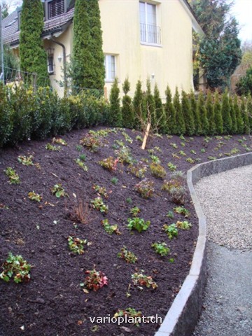 Gute Grundlage für ein schönes Anwachsen